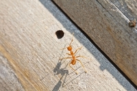 Научници открили нову врсту нинџа мрава