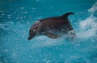 Delfini vide svijet kao ljudi?