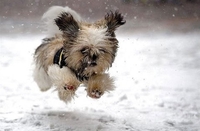 Zašto psi vole sneg?
