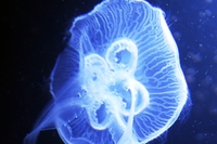 Пронађена нова врста џиновске медузе