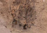 Pronađeni otisci stopala stari 800.000 godina