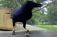 Ovo je najpametnija ptica koju ste ikad vidjeli! 