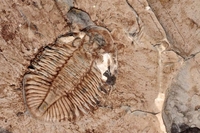 Научници открили најбогатију локацију са фосилима на свијету