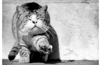 Снага мачкиног предења: Шта нам све лијечи?