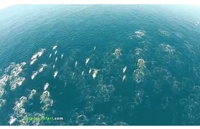 Pogledajte kako izgleda seoba hiljada delfina