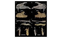 Pronađeni ostaci džinovskog dinosaurusa u Portugalu