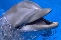 Naučnici uspjeli da komuniciraju sa delfinima