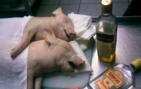 Свиња попила 18 пива, напала краву и пала у несвиjест