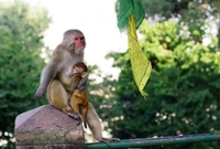 Nepal: U Hramu majmuna 