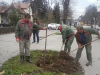 Замијењена сува и уништена стабла