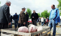 Velika potražnja udvostručila cijenu prasića u Semberiji