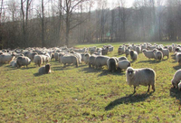  Stada ovaca farme iz Prnjavora zabijelila pašnjake 