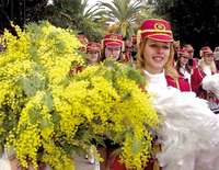 Karavan mimoze i dah Mediterana stižu 25. januara