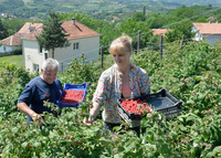 Izvoz udvostručen, lokomotiva maline