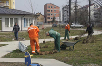 Платани и брезе красиће центар Српца