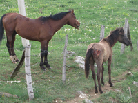 Apel sa Borika za spas konja