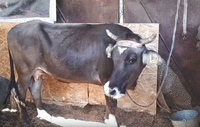 Обрт у случају краве осуђене на смрт због бјекства у Србију VIDEO