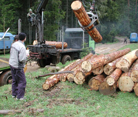 Stop izvozu trupaca, vlade uvode takse