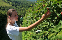 Maline u hladnjači, cijena ni na vidiku