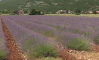 Bavljenje ljekovitim biljem u Hercegovini posao sa perspektivom