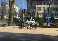 Nisu pronađeni leševi pasa Kotor Varošu