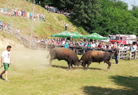  Kukan šampion “Grmečke koride”