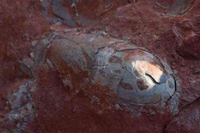 Pronađeni fosilni ostaci kita stari 10 miliona godina