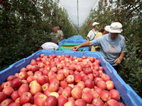  Jabuke u hladnjačama čekaju put za Rusiju