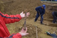 Veliko otkriće u Viminacijumu: Pronađen grob pripadnika Gepida 