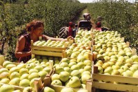  Kiša i ruska rampa otanjile izvoz