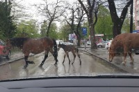 Коњи шетају центром Бањалуке