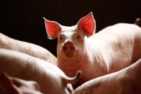 Veliki pomak za nauku: Oživjeli mozak svinja četiri sata nakon smrti