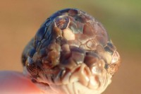 Čudo prirode: Trooka zmija pronađena na australijskom tlu, nazvali je Monti piton
