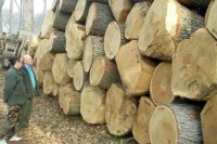 Шаровић тражи забрану извоза дрвних сортимената