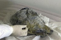Pronađena savršeno očuvana glava drevnog vuka