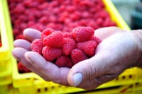 Ponuđena cijena maline ne donosi zaradu