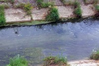 Риба у рјечици Широкој угинула због фекалија и ниског водостаја