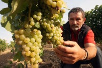 Квалитет грожђа врхунски, род подбацио