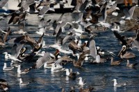 Застрашујући призор: 11.000 птица пало мртво са неба VIDEO