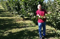 Načelnik Oštre Luke iz fotelje među orahe