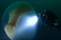 Otkrivena misteriozna masa u moru: Istraživači ostali u čudu VIDEO