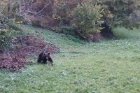 Oporavljeni medvjed vraćen u prirodno stanište