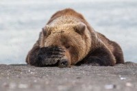 Duhovite strane divljine uhvaćene u pravom trenutku