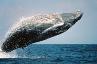 Grbavi kitovi su skoro izumrli, a sada su šokirali naučnike