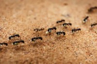 Како мрави идући уназад ипак нађу пут до мравињака? VIDEO