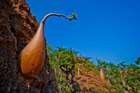 Сокотра – архипелаг на којем расту необичне биљке