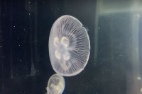 Медузе настале у лабораторији пливају три пута брже