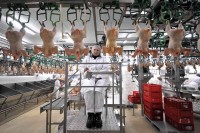 БиХ у јануару наставила пласман пилећег меса у Европску унију: У Шведску отишло више од 17 тона пилетине