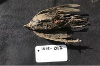 Непроцијењиво откриће: Пронађена птица из Леденог доба