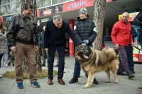 Регионална изложба паса у Воденом парку "Аквана":  Продефиловало више од 100  шарпланинаца